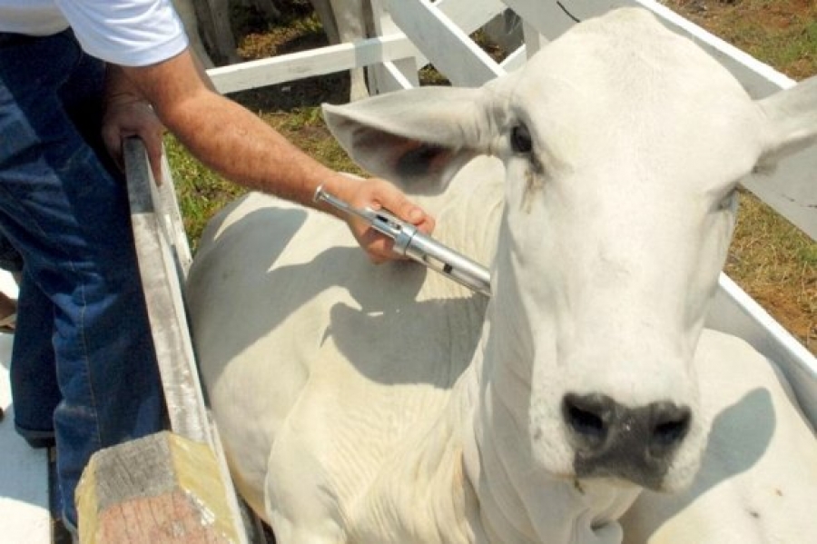 Adagri prorroga campanha de vacinação contra a Febre Aftosa até o dia 17 de junho